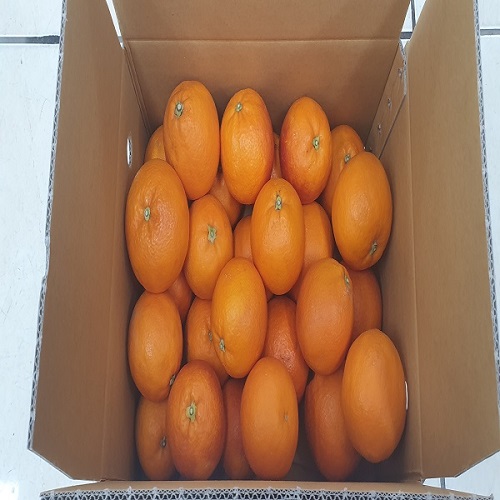 블러드오렌지(혼합과)5kg