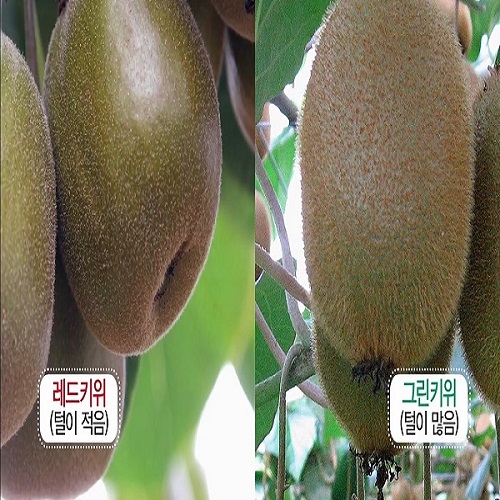 제주산 레드키위 3kg(28~35개 내외)