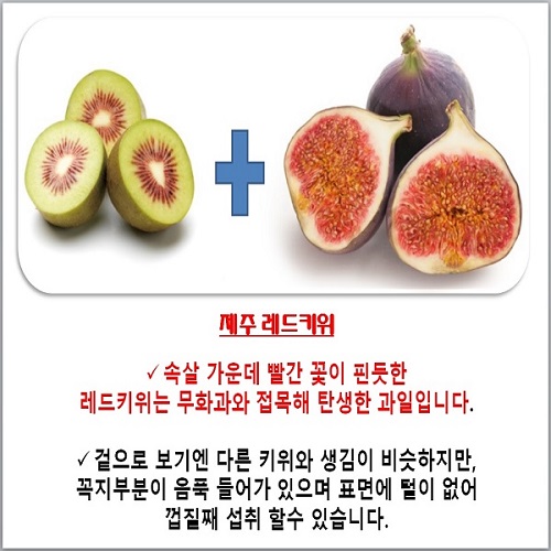 제주산 레드키위 5kg(40~50개 내외)