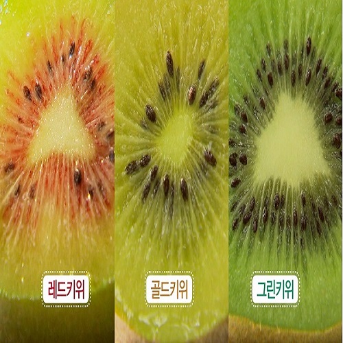 제주산 레드키위 5kg(40~50개 내외)