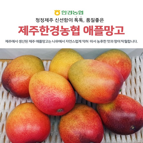 제주 애플망고 2kg (5~9과 내외) 