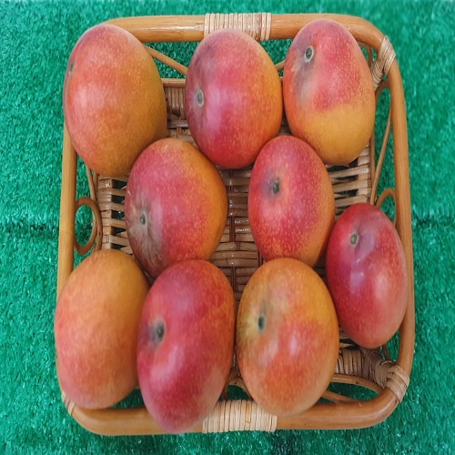 제주 애플망고 2kg (5~9과 내외) 