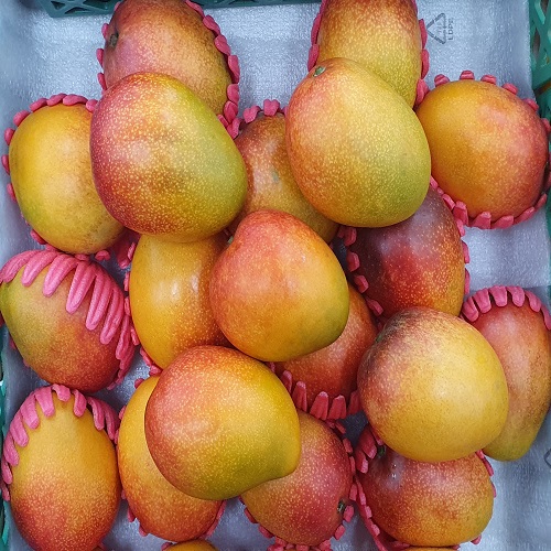 제주 애플망고 2kg (5~9과 내외) 