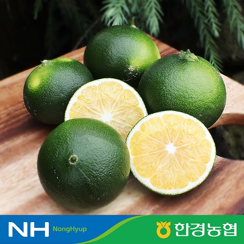 [한경농협]담금용 풋귤(청귤) 3kg /5KG /10KG잔류농약검사완료/상큼한 수제청만들기