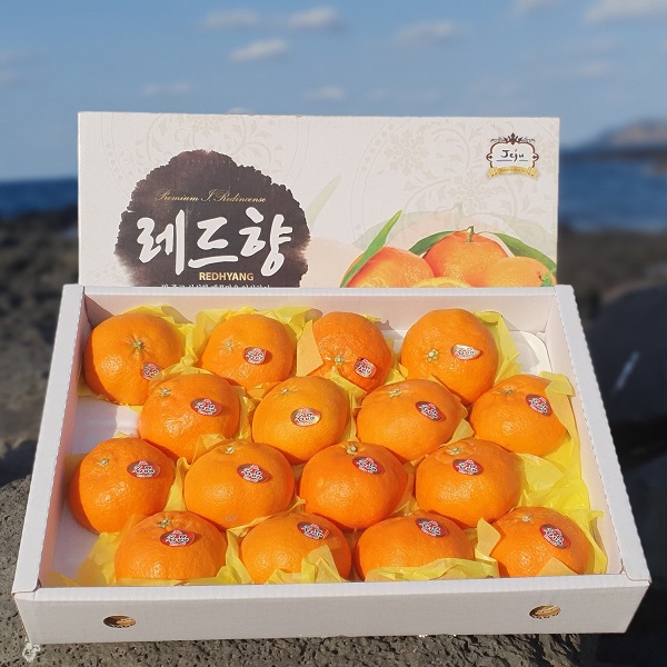 [한경농협] 제주 레드향 선물용 3kg / 5kg