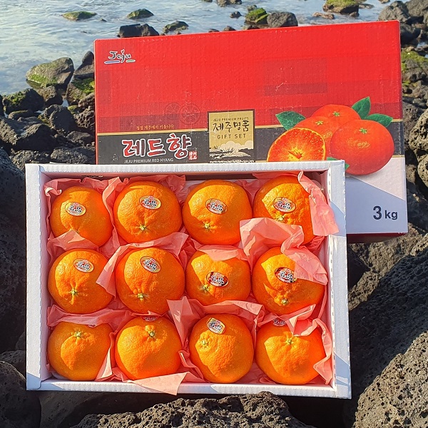 [한경농협] 제주 레드향 선물용 3kg / 5kg