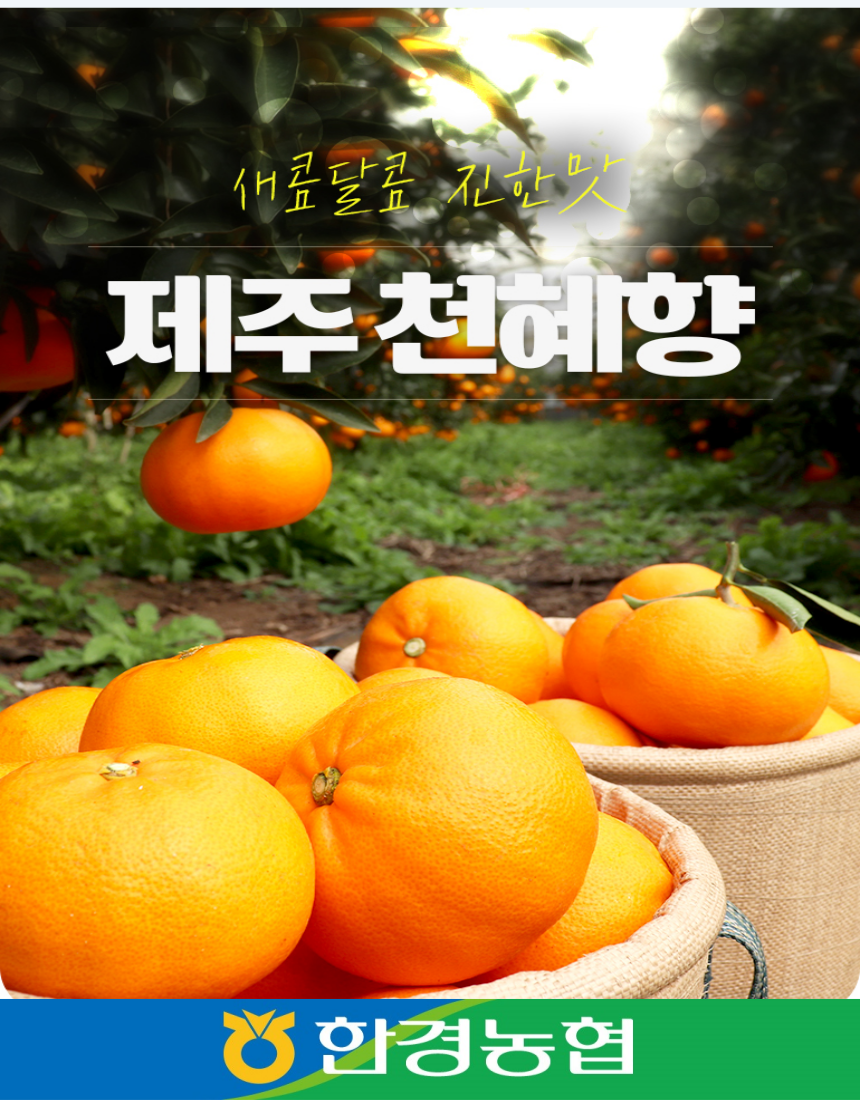 제주 천혜향 선물세트 3kg/5kg