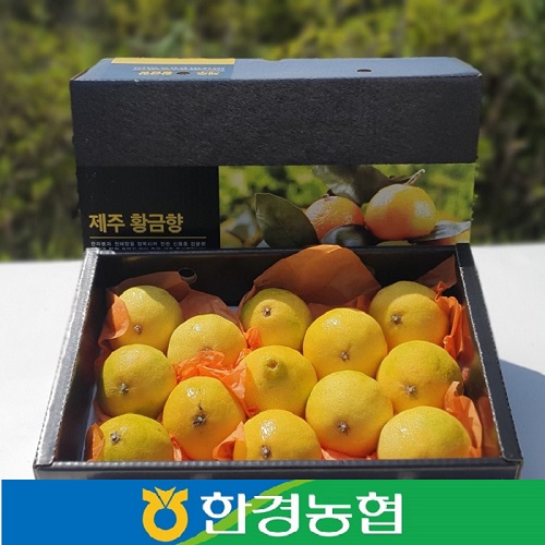 제주 햇 황금향 선물세트 3kg/5kg