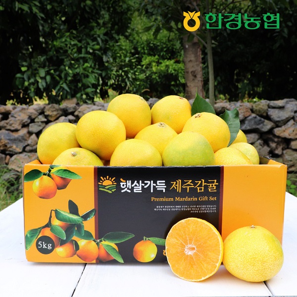 제주 햇 황금향 중과 1.5kg/2.5kg