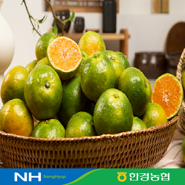 제주 초록감귤 그린향 1.5kg 소과(2S)