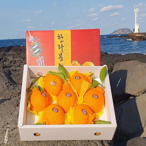 제주 한라봉 선물세트 3kg