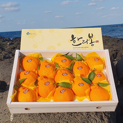 제주 한라봉 선물세트 5kg