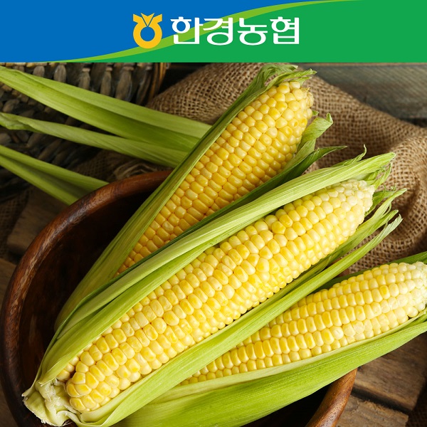 [한경농협] 제주 애플초당옥수수 특품 5개/10개