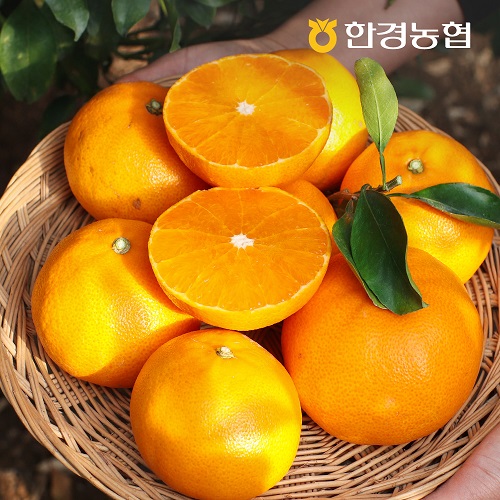 [한경농협] 제주 천혜향 2kg/4.5kg