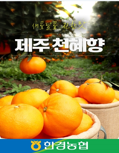 제주 천혜향 선물세트 3kg/5kg