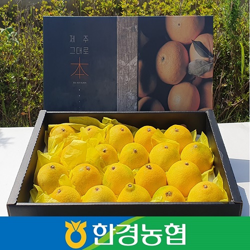제주 햇 황금향 선물세트 3kg/5kg